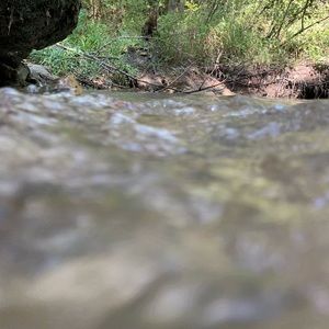 Meet your Posher, Roselyn